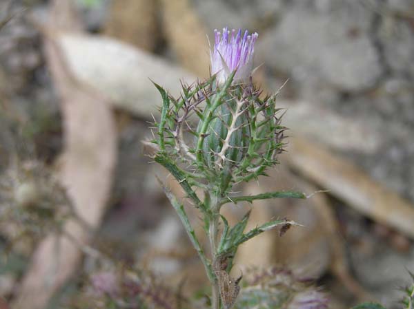Atractylis cancellata / Masticogna annua